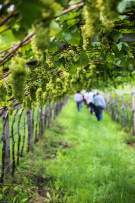 Vigneti in Alto Adige