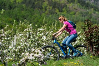 Apple blossom